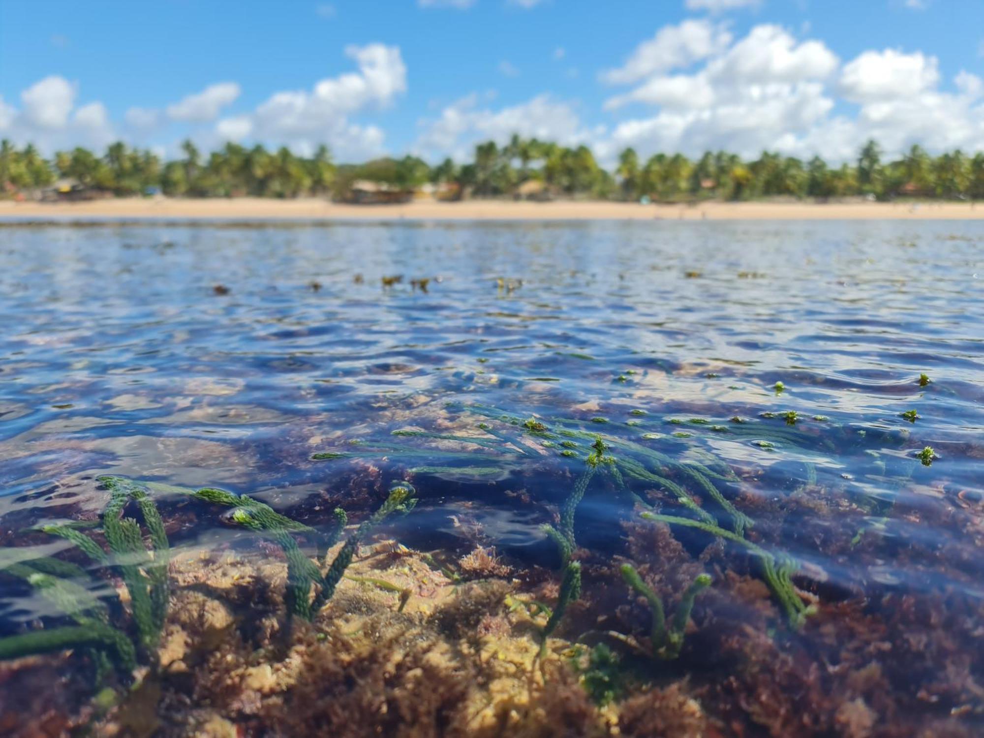 Laus Bangalos Experience - Piscina Privativa - Praia De Algodoes - Peninsula De Marau - Bahia Praia dos Algodoes Luaran gambar